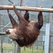 Sloth_thumb