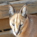 Cheetah_experience_aug_2011_015_thumb