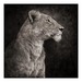 African_wildlife05_thumb