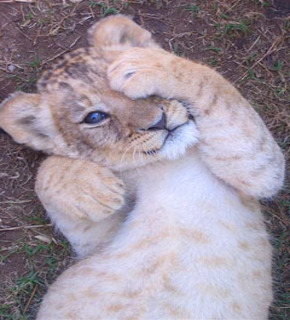 Seaview-lion-cub-pic_medium