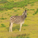 Africa_319_thumb