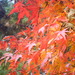 Dscf5328_thumb