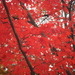 Dscf5370_thumb