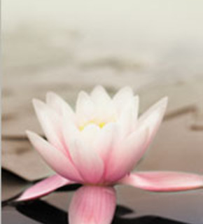 Lotus_medium