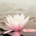 Lotus_thumb