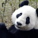 Panda_love_thumb