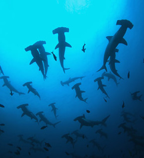 Hammerhead_medium