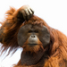 Istock_000003420564small_thumb