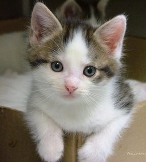 Cat2_medium