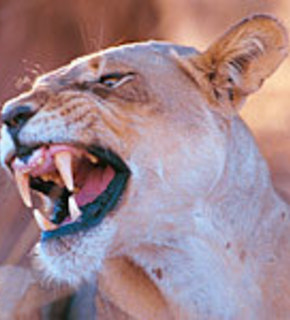 South_africa_a_medium