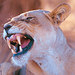 South Africa