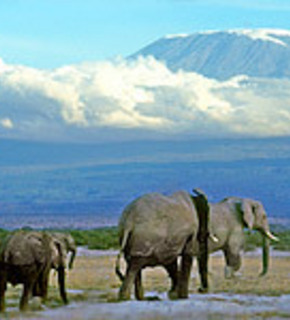 Tanzania_b_medium