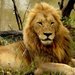 3151066-mr-lonely-lion-guards-his-meal-0_2_thumb