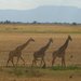 Giraffe_thumb