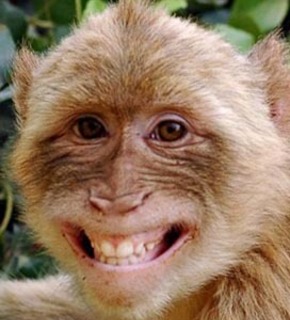 Monkey_medium