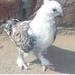 Parrot_thumb