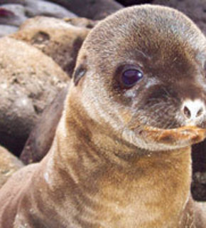 Galapagos_medium