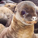 Galapagos_thumb