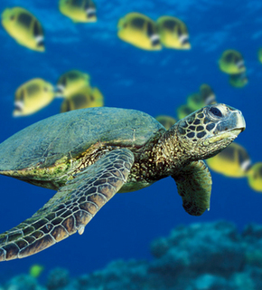 Green_sea_turtle_medium