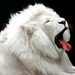 White_20lion_thumb