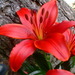 Red_lily_by_superzimmy93_thumb