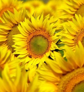 Sun_flower_10x8_800x600_medium