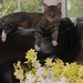 I_love_kitty_thumb