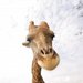 Barnie_thumb