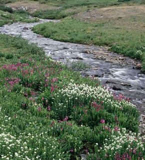 Creek_medium