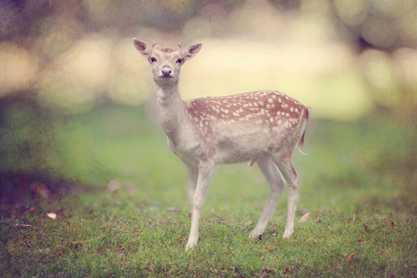Bambi