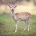 Bambi_thumb