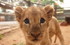 Africa_b