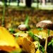 Fungi2_thumb
