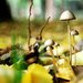 Fungi3_thumb