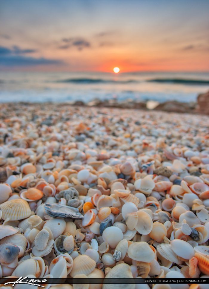 Shells at the Beach during Sunrise