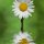 OOPs Za Daisy by Rick Friedle