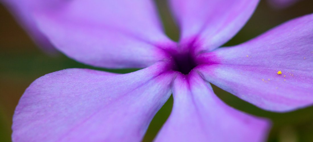Blue Phlox by Bryan McKinley