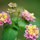 Lantana by Susan Byars