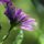 Water Drops on a Purple Daisy by Georgeanne McIlveene