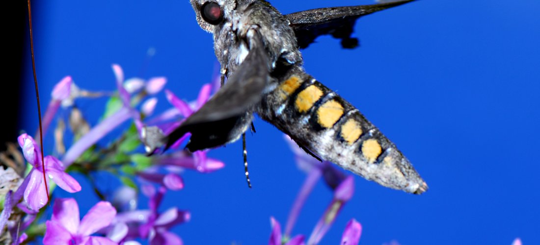 Hummingbird Moth by Tom Sisemore