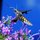 Hummingbird Moth by Tom Sisemore