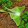 Luna Moth  by Tom Sisemore