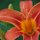 Lily by Susan Garoutte
