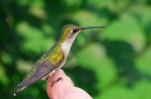 Female Hummingbird by Tom Sisemore