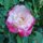 Hybrid Rose by Tyree Watkins