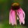 Purple Cone Flower Sad by Andy Favors