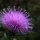 Thistle by Rusty Wood