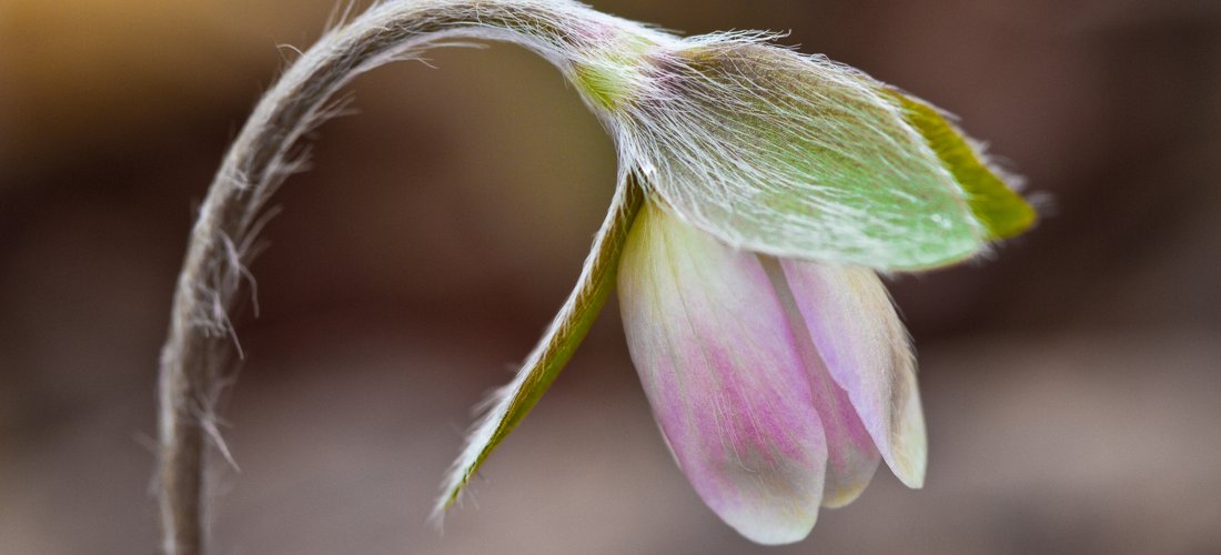 Sharp-Lobed Hepatica by Bob Shull
