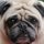 Frank - The Pudgy  Pug by Joe Goble