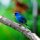 Indigo Bunting by Tom Sisemore